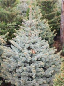 Ель Глаука (Picea pungens Glauca) ФОТО Питомник растений Природа (7)
