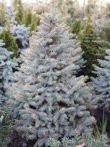 Ель Глаука (Picea pungens Glauca) ФОТО Питомник растений Природа (9)