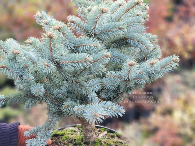 Ель голубая Биалобок (Picea pungens Bialobok) ФОТО Питомник растений Природа (1)
