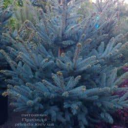 Ель голубая Фат Альберт (Picea pungens Fat Albert) ФОТО Питомник растений Природа (1)