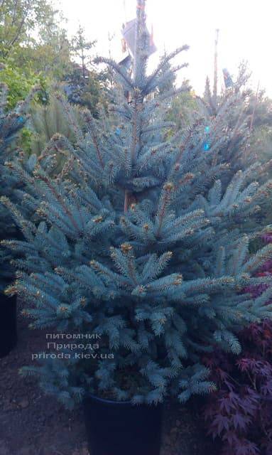 Ель голубая Фат Альберт (Picea pungens Fat Albert) ФОТО Питомник растений Природа (1)