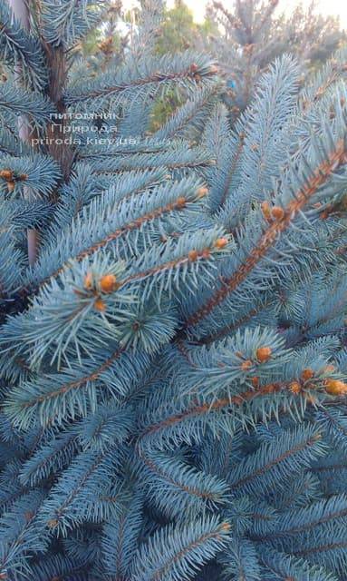 Ель голубая Фат Альберт (Picea pungens Fat Albert) ФОТО Питомник растений Природа (2)