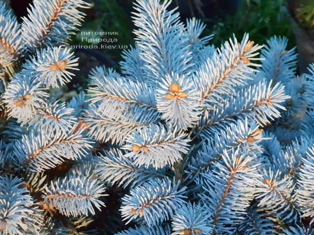 Ялина Глаука Глобоза (Picea pungens Glauca Globosa) ФОТО Розплідник рослин Природа (6)