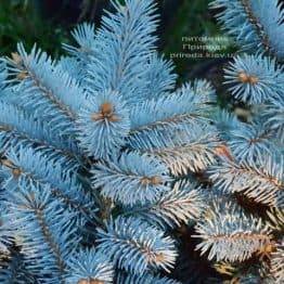 Ель Глаука Глобоза (Picea pungens Glauca Globosa) ФОТО Питомник растений Природа (7)