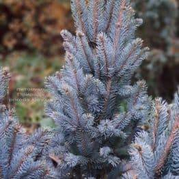 Ель голубая Исели Фастигиата (Picea pungens Iseli Fastigiata) ФОТО Питомник растений Природа (Priroda) (1)
