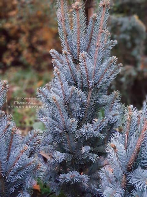Ель голубая Исели Фастигиата (Picea pungens Iseli Fastigiata) ФОТО Питомник растений Природа (Priroda) (1)