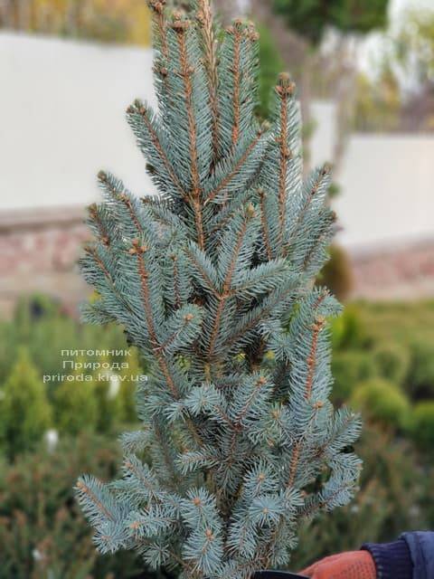 Ель голубая Исели Фастигиата (Picea pungens Iseli Fastigiata) ФОТО Питомник растений Природа (Priroda) (3)