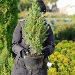 Ель канадская Коника (Picea glauca Conica) ФОТО Питомник растений Природа (7)