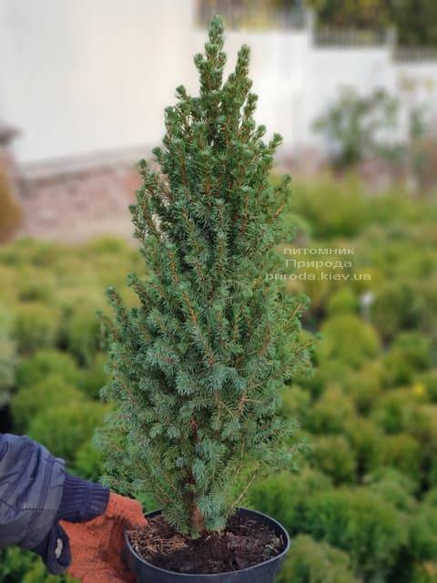 Ель канадская Сан он зе Скай (Picea glauca Sun on the Sky) ФОТО Питомник растений Природа (2)
