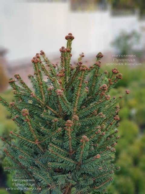Ель обыкновенная Компакта (Picea abies Compacta) ФОТО Питомник растений Природа (1)