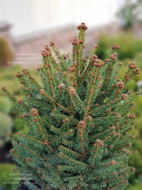 Ель обыкновенная Компакта (Picea abies Compacta) ФОТО Питомник растений Природа (2)