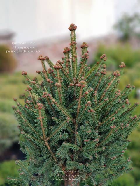 Ель обыкновенная Компакта (Picea abies Compacta) ФОТО Питомник растений Природа (3)