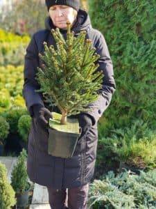 Ель обыкновенная Компакта (Picea abies Compacta) ФОТО Питомник растений Природа (4)