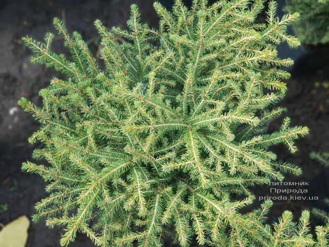 Ялина звичайна Нідіформіс (Picea abies Nidiformis) ФОТО Розплідник рослин Природа (5)