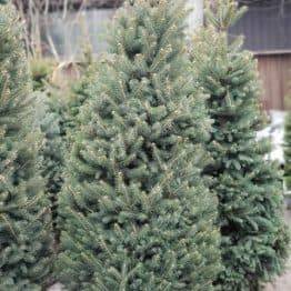 Ялина зелена колюча Глаука (Picea pungens Glauca) ФОТО Розплідник рослин Природа (23)