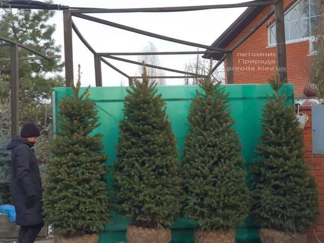 Ель зелёная колючая Глаука (Picea pungens Glauca) ФОТО Питомник растений Природа (30)