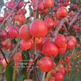 Яблоня райская декоративная Роял Бьюти (Malus Royal Beauty) плакучая на штамбе ФОТО Питомник растений Природа (2)
