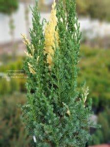 Можжевельник китайский Вариегата (Juniperus chinensis Variegata) ФОТО Питомник растений Природа (2)