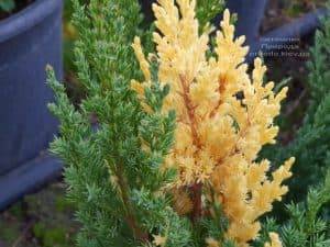 Можжевельник китайский Вариегата (Juniperus chinensis Variegata) ФОТО Питомник растений Природа (4)