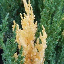 Можжевельник китайский Вариегата (Juniperus chinensis Variegata) ФОТО Питомник растений Природа (7)