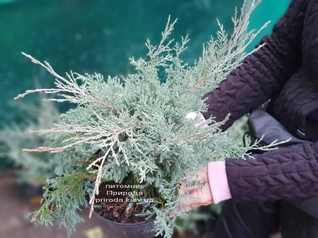 Можжевельник средний Пфитцериана Глаука (Juniperus media Pfitzeriana Glauca) ФОТО Питомник растений Природа (1)