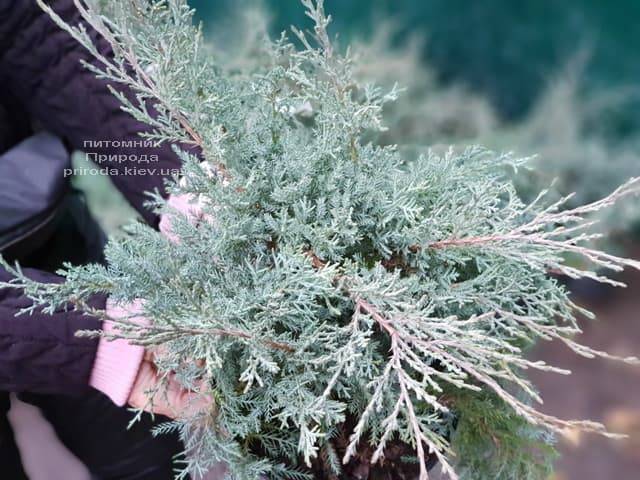 Ялівець середній Пфітцеріана Глаука (Juniperus media Pfitzeriana Glauca) ФОТО Розплідник рослин Природа (2)