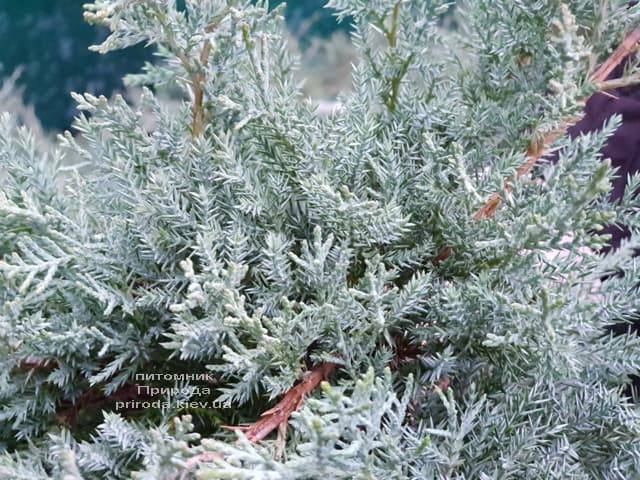 Ялівець середній Пфітцеріана Глаука (Juniperus media Pfitzeriana Glauca) ФОТО Розплідник рослин Природа (3)