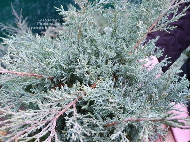 Можжевельник средний Пфитцериана Глаука (Juniperus media Pfitzeriana Glauca) ФОТО Питомник растений Природа (4)