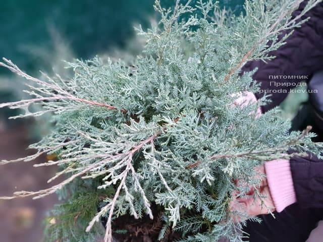 Ялівець середній Пфітцеріана Глаука (Juniperus media Pfitzeriana Glauca) ФОТО Розплідник рослин Природа (5)