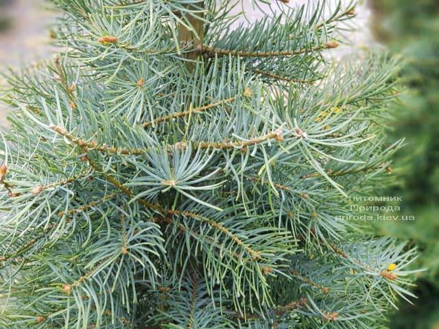 Ялиця одноколірна (Abies Concolor) ФОТО Розплідник рослин Природа (6)