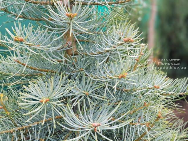 Пихта одноцветная (Abies Concolor) ФОТО Питомник растений Природа (8)