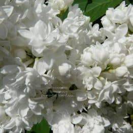 Сирень Мадам Лемуан (Syringa vulgaris Mme Lemoine) ФОТО Питомник растений Природа (1)