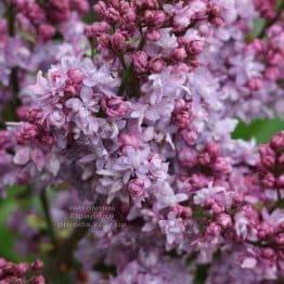 Бузок Павлинка (Syringa vulgaris Pavlinka) ФОТО Розплідник рослин Природа (3)