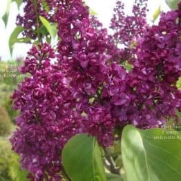 Бузок Шарль Жолі (Syringa vulgaris Charles Joly) ФОТО Розплідник рослин Природа (2)