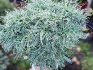 Сосна Веймутова Грин Твист (Pinus strobus Green Twist) на штамбе ФОТО Питомник растений Природа (4)