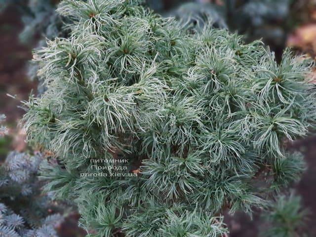 Сосна Веймутова Тайни Керлз (Pinus strobus Tiny Curls) ФОТО Питомник растений Природа (5)