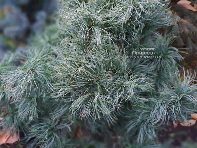 Сосна Веймутова Тайни Керлз (Pinus strobus Tiny Curls) ФОТО Питомник растений Природа (6)