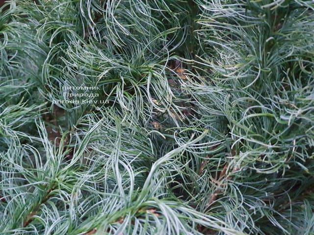 Сосна Веймутова Тайни Керлз (Pinus strobus Tiny Curls) ФОТО Питомник растений Природа (7)