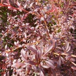 Барбарис Тунберга Оранж Дрим (Berberis thunbergii Orange Dream) ФОТО Питомник растений Природа (6)