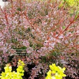 Барбарис Тунберга Ред Дрім (Berberis thunbergii Red Dream) ФОТО Розплідник рослин Природа (4)