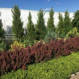 Барбарис Тунберга Рэд Пиллар (Berberis thunbergii Red Pillar) ФОТО Питомник растений Природа (4)