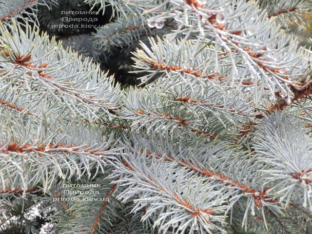 Ель голубая Эдит (Picea pungens Edith) ФОТО Питомник растений Природа (24)