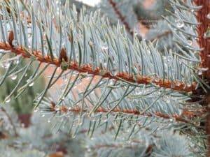 Ель голубая Эдит (Picea pungens Edith) ФОТО Питомник растений Природа (29)