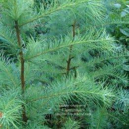 Модрина європейська (Larix decidua) ФОТО Розплідник рослин Природа (1)