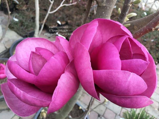 Магнолія Блек Тюліп (Magnolia Black Tulip) ФОТО Розплідник рослин Природа (18)