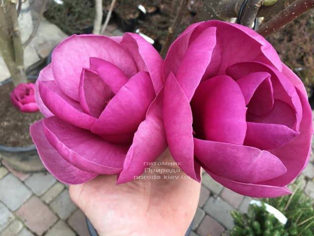 Магнолія Блек Тюліп (Magnolia Black Tulip) ФОТО Розплідник рослин Природа (19)