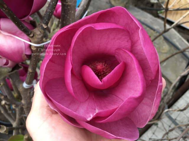 Магнолия Блэк Тюлип (Magnolia Black Tulip) ФОТО Питомник растений Природа (20)