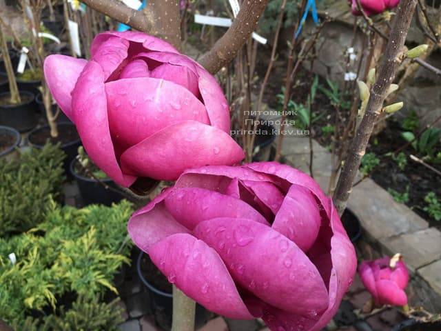 Магнолия Блэк Тюлип (Magnolia Black Tulip) ФОТО Питомник растений Природа (23)