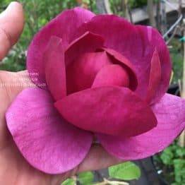 Магнолия Блэк Тюлип (Magnolia Black Tulip) ФОТО Питомник растений Природа (25)