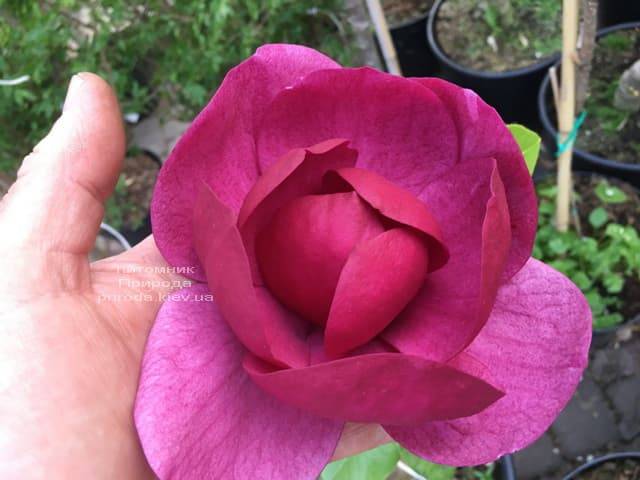 Магнолія Блек Тюліп (Magnolia Black Tulip) ФОТО Розплідник рослин Природа (26)